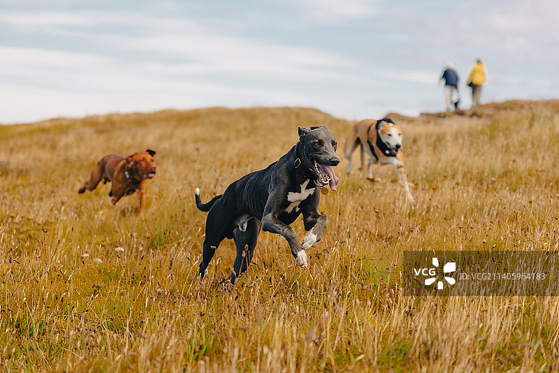 年轻男子在草地上与狗玩耍，英国波尔泽斯图片素材