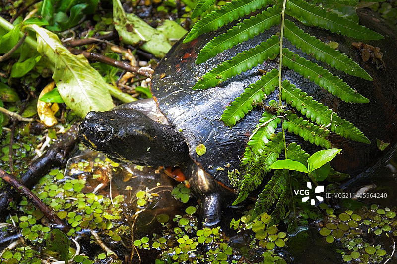 树干上的树叶高角度景观图片素材