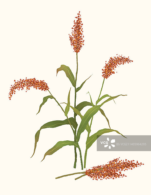 清新手绘高粱插画图片素材