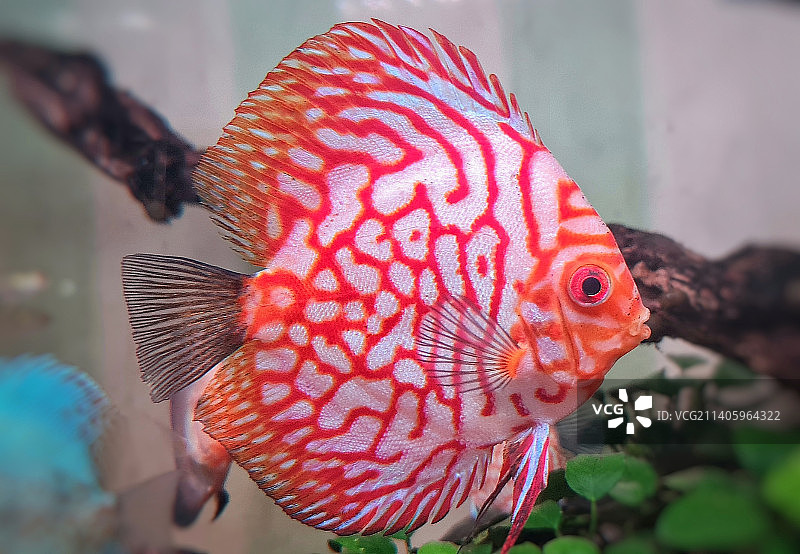 水族箱中丽鱼的特写图片素材