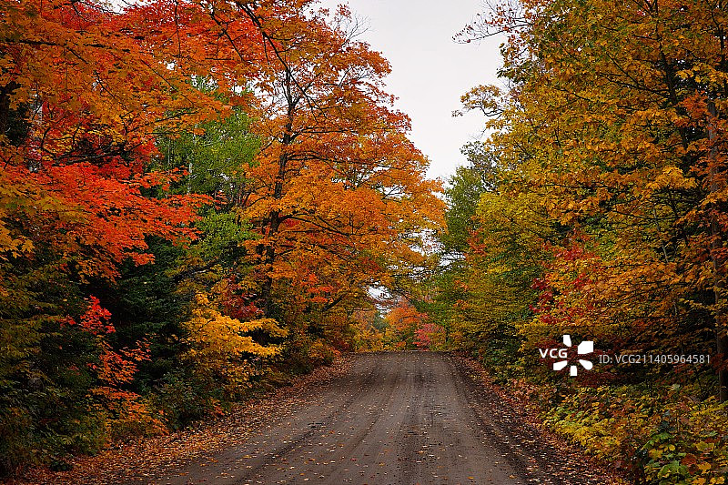 秋季树木环绕下的空旷道路图片素材