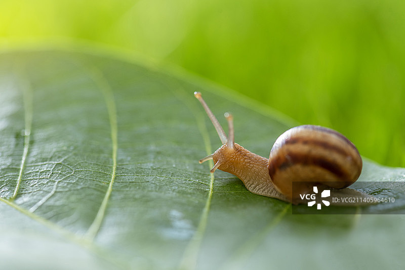 保加利亚草地上的美丽蜗牛与晨露图片素材