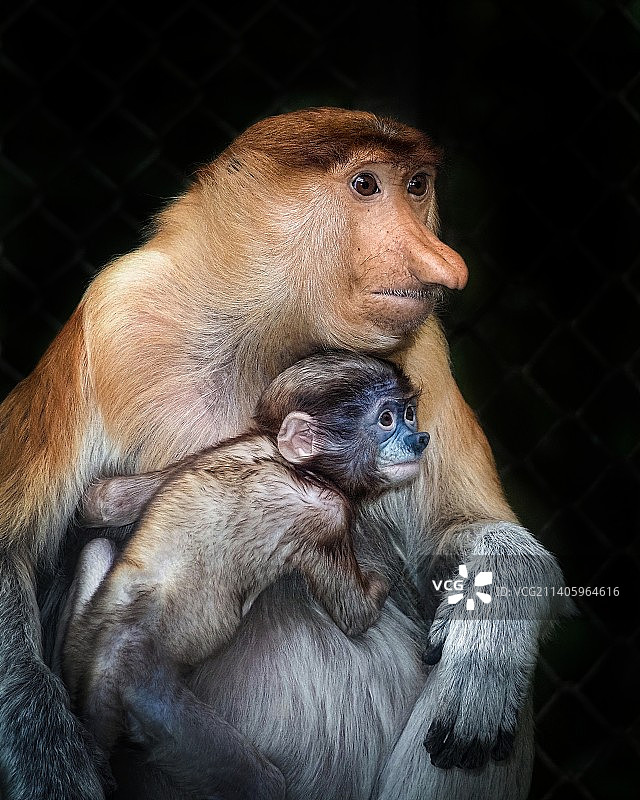 动物园里的猴子特写图片素材