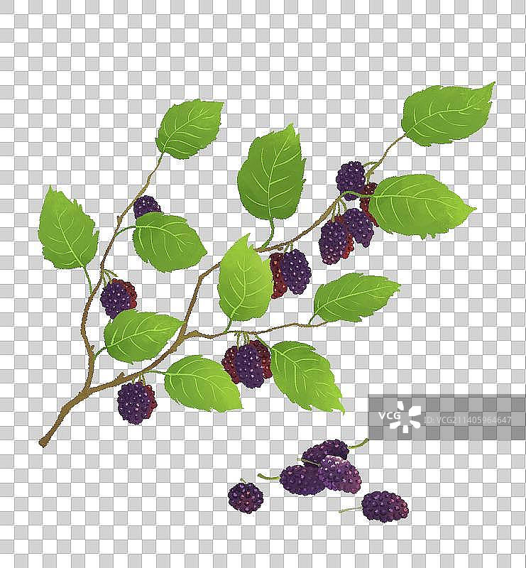 手绘清新桑葚插画图素图片素材