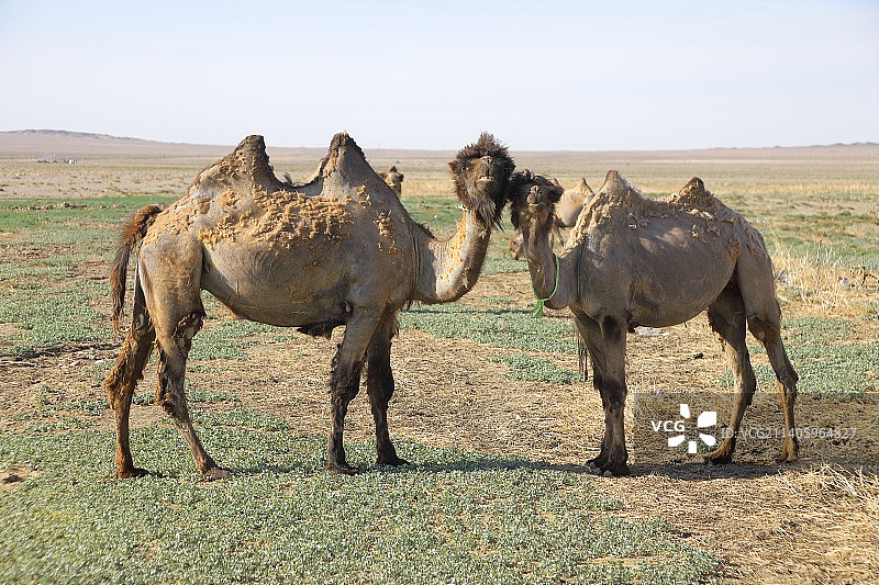 单峰骆驼站在田野上的侧视图图片素材