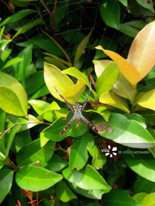 植物上的昆虫特写，印度尼西亚西爪哇图片素材