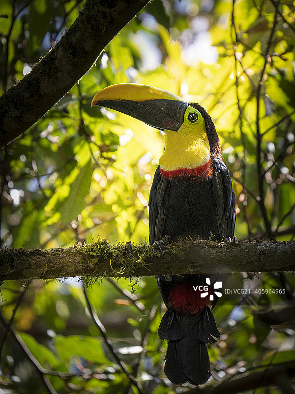乔科雀嘴鹩图片素材