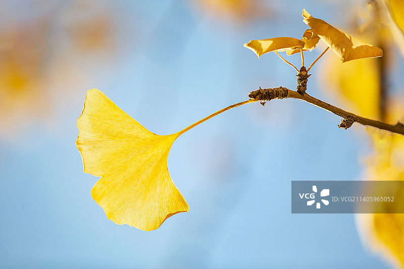 秋天的树叶银杏叶图片素材