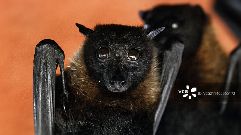 黑色狗特写肖像，比利时图片素材