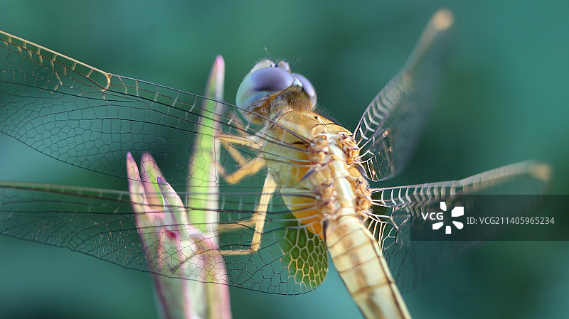 黄蜻在夕阳下花蕾上的微距特写图片素材