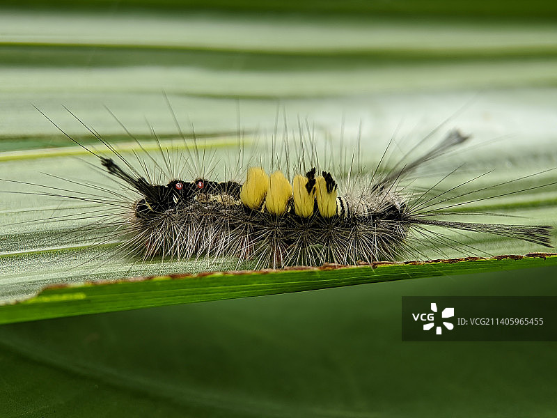 锈色苔藓蛾昆虫微距摄影图片素材