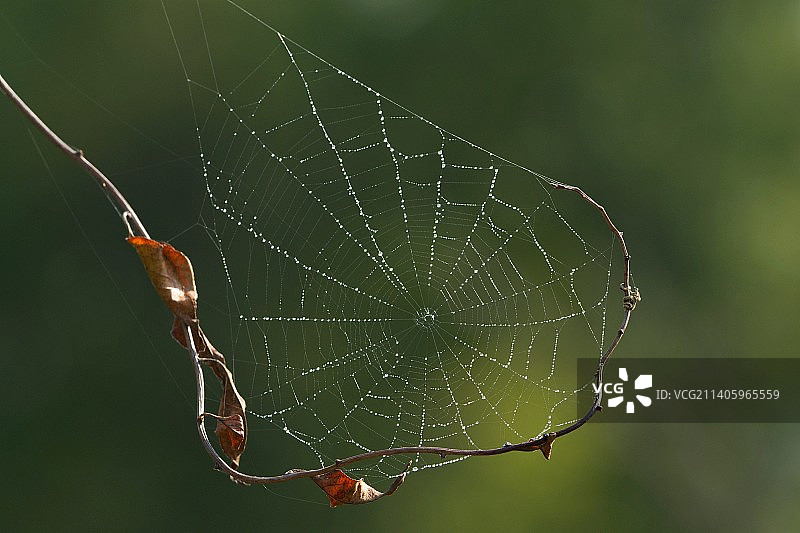 美国纽约州克利夫顿帕克蜘蛛网特写图片素材