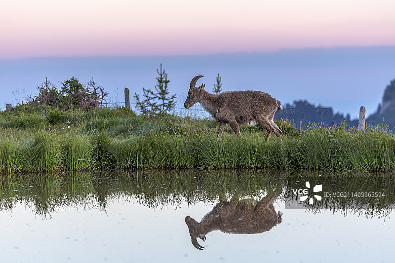 湖边草地上站立的鹿的侧面图片素材