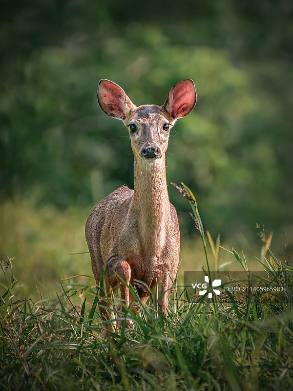 田野中的白色站立动物写真图片素材