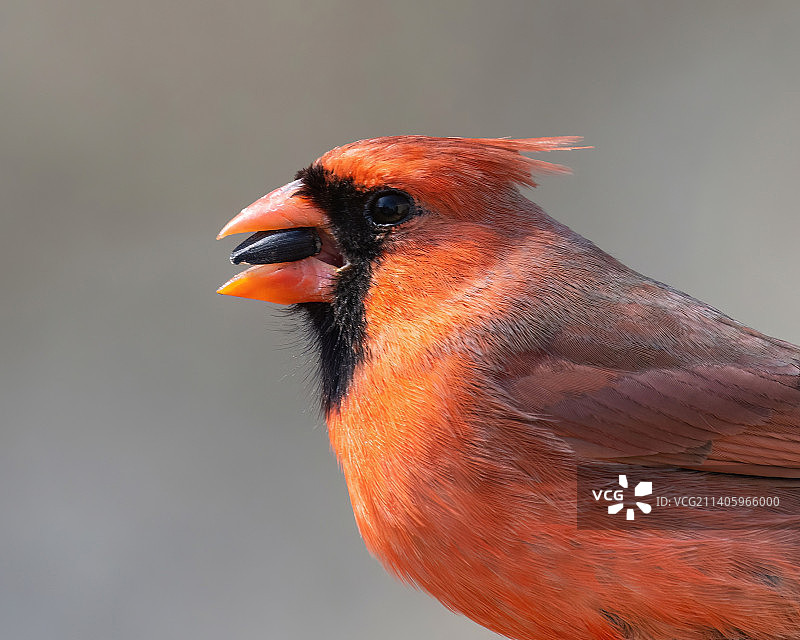 户外栖息的北美红雀特写图片素材