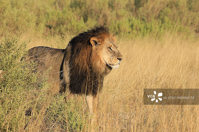 草地上站立的狮子侧视图图片素材