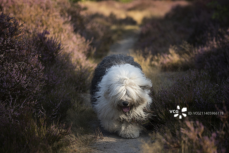 草地上训练有素的古代英国牧羊犬图片素材