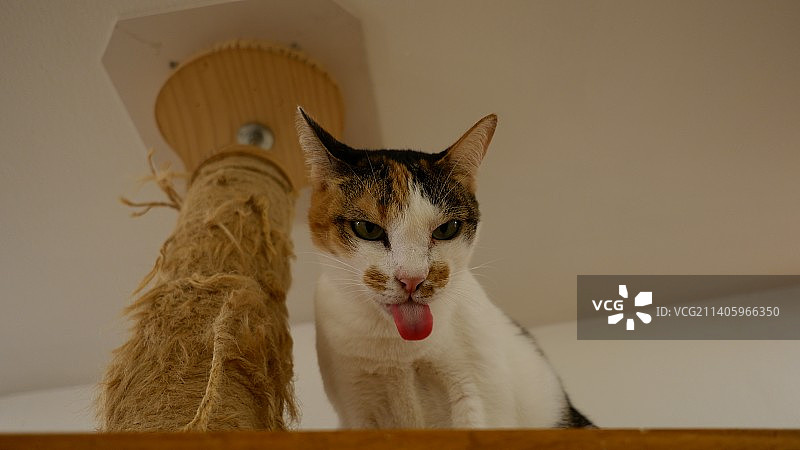 在泰国曼谷的猫图片素材