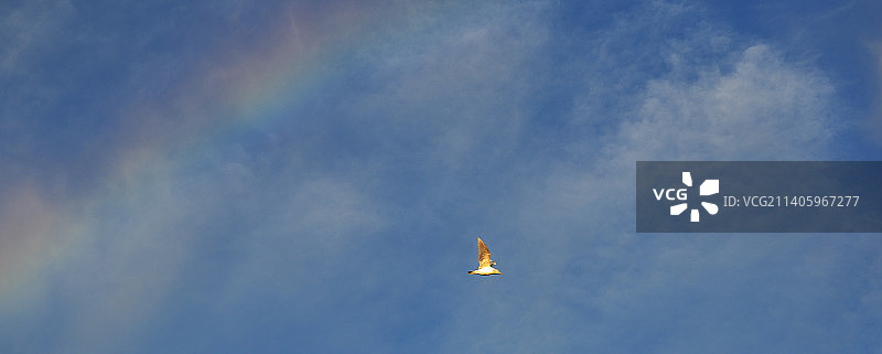 冰岛风筝在蓝天下飞翔的低角度视图图片素材