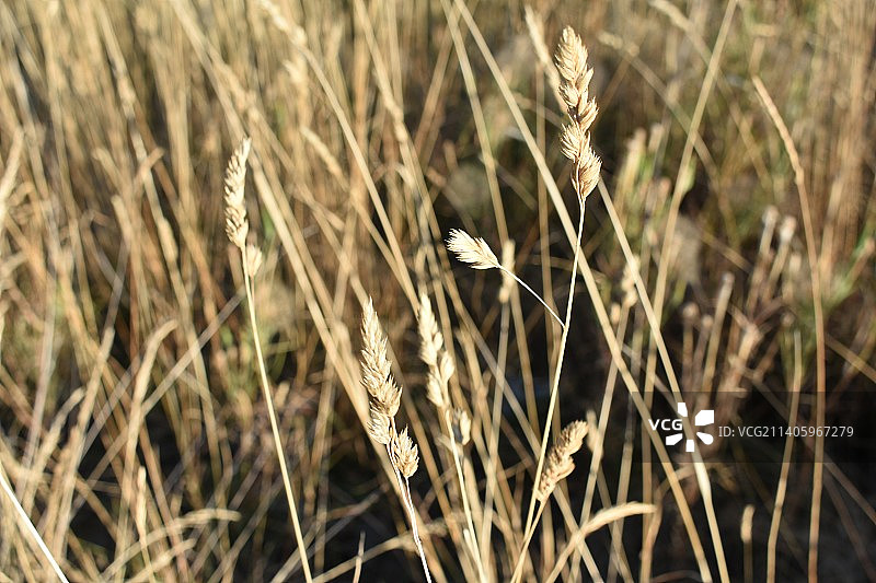 近距离观察的野生小麦草图片素材