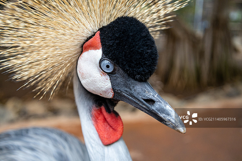 美丽的 crowned crane 东方白鹤眼部特写图片素材