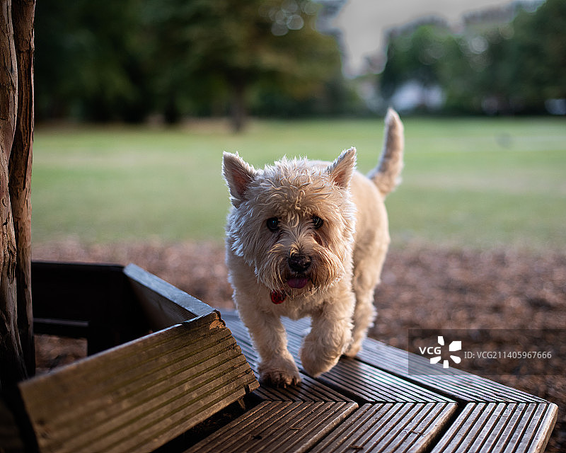 爱尔兰公园长椅上的梗犬图片素材