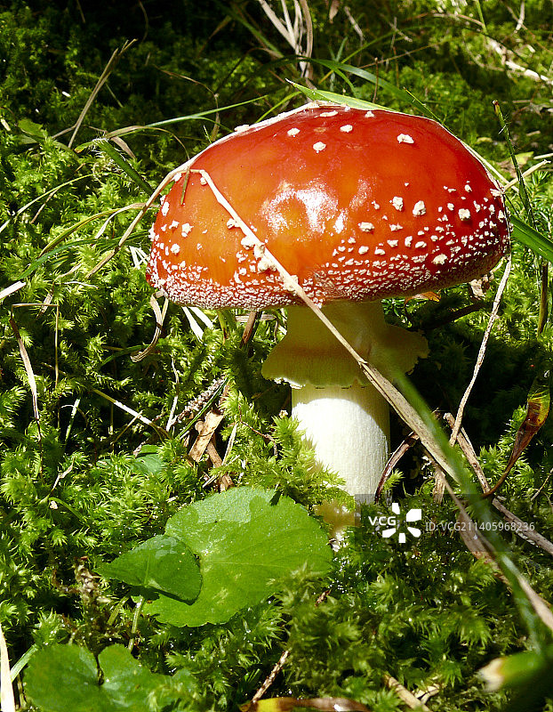 田间飞木耳的特写图片素材