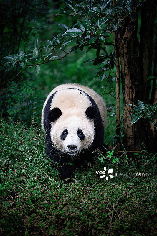 成都大熊猫繁育研究基地散步中的大熊猫图片素材