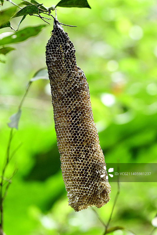 蜂窩图片素材