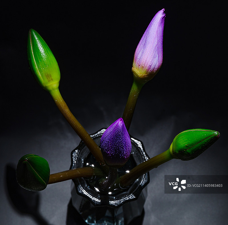 蓝色睡莲花开室内静物图片素材