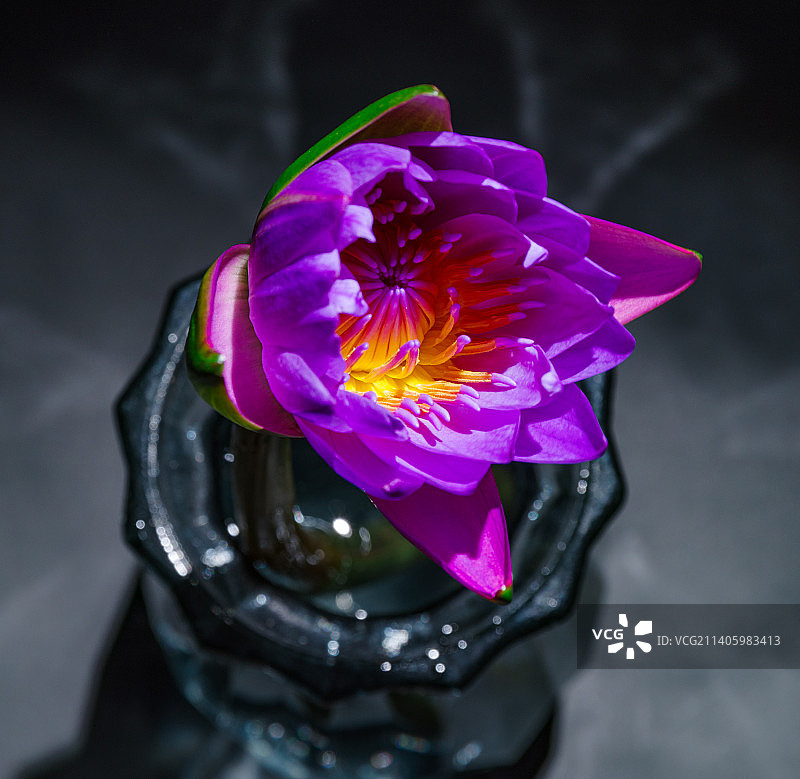 蓝色睡莲花开室内静物图片素材