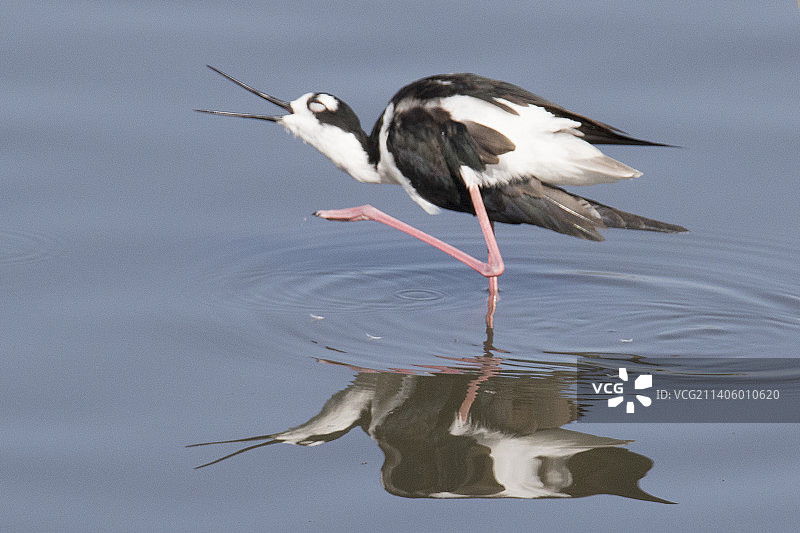 黑颈长脚鹬在水中梳理羽毛图片素材