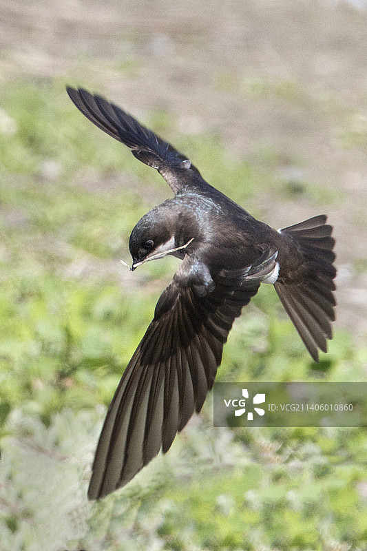 树燕衔树枝筑巢图片素材