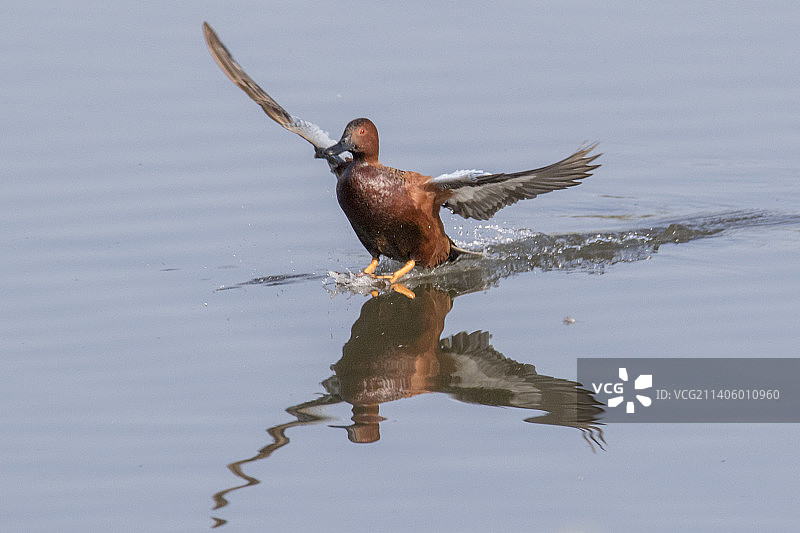 雄性肉桂鸭带倒影刹停图片素材