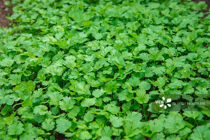 蔬菜基地里种植的香菜图片素材