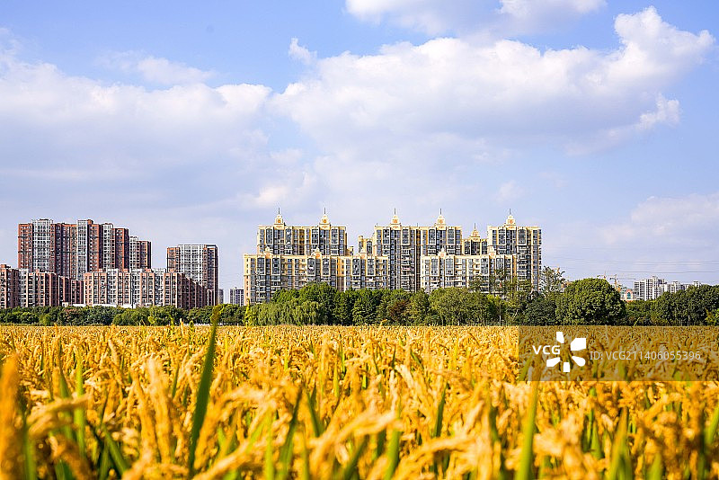 秋日稻田图片素材