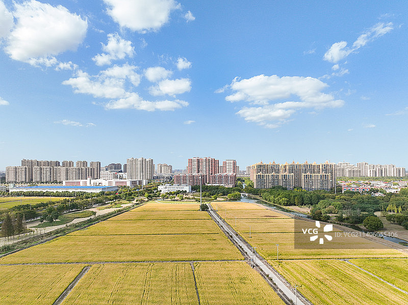 秋日稻田图片素材