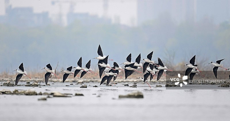黑翅长脚鹬图片素材
