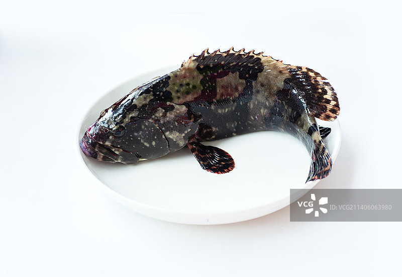 石斑鱼图片素材