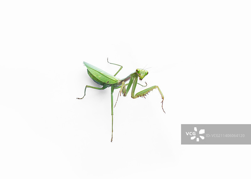 螳螂图片素材