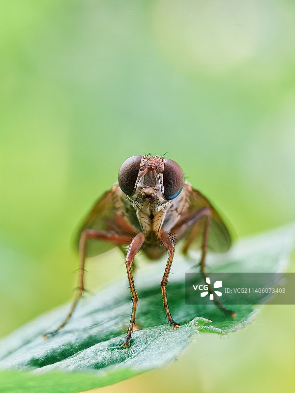 《蝇》图片素材