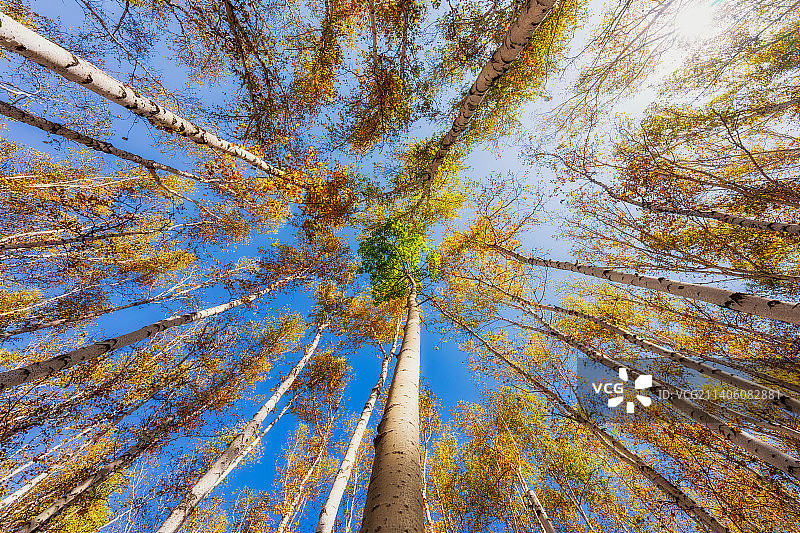内蒙古呼伦贝尔市额尔古纳市白桦林景区秋季白桦树森林正下方视角图片素材