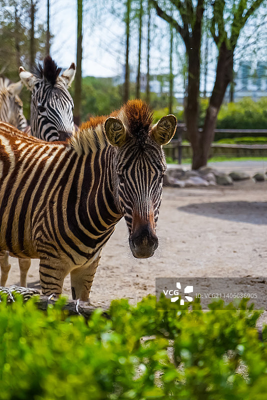 上海野生动物园图片素材