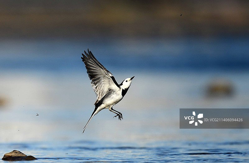 白鹡鸰图片素材