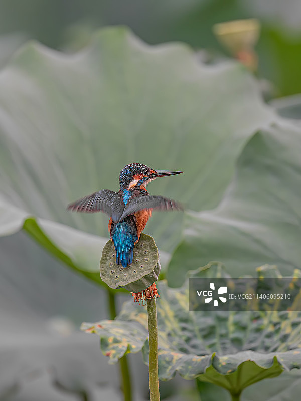 普通翠鸟图片素材