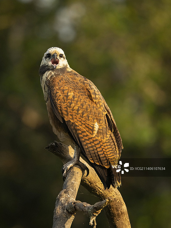 黑领鵟图片素材