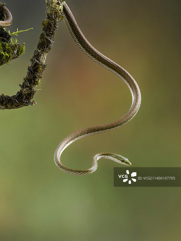 奥利弗的鹦鹉蛇图片素材
