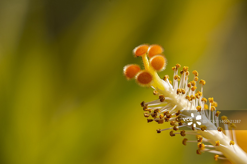 木槿花蕊图片素材