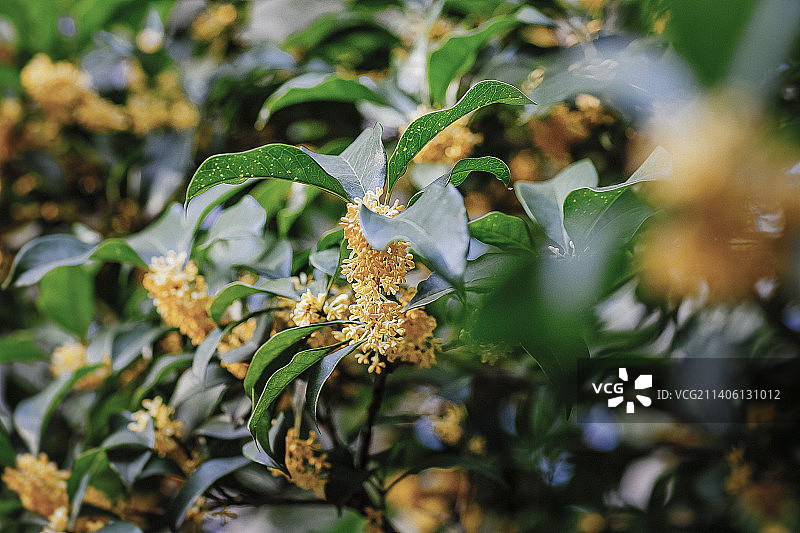 桂花Sweet Osmanthus Flower图片素材