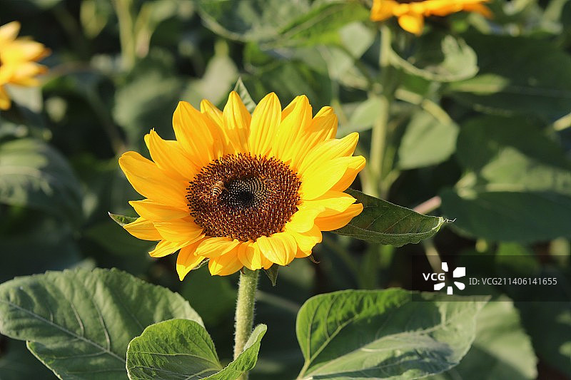 户外盛开的黄花特写图片素材